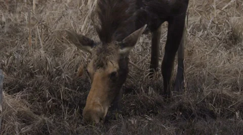 Canadian Moose Drinking from Puddle Stock Footage 37746766