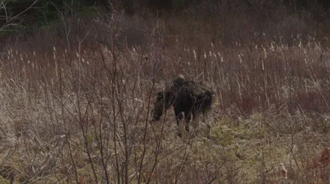 Canadian Moose Stock Footage 37745118