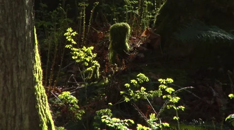 Canadian Native Bush Video stock 44861228