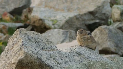 Canadian Pika rabbit sitting on a rock Stock Footage