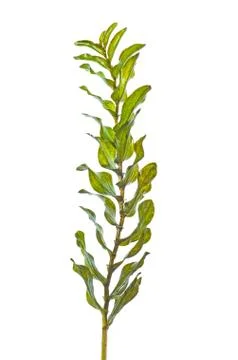Canadian pondweed Stock Photos