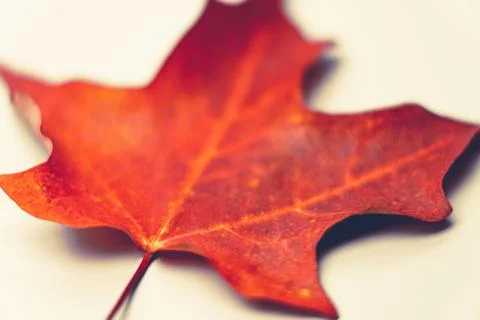 Canadian red maple leaf fall background. Stock Photos