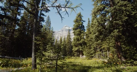 Canadian Rockies in the Forest #1 Video stock 121530853