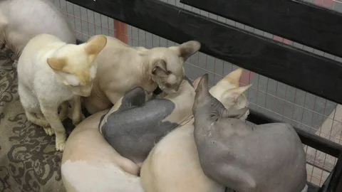 Canadian Sphinx cat Stock Footage 106647544