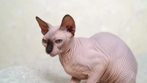 Canadian cat breed without Stock Video Pond5