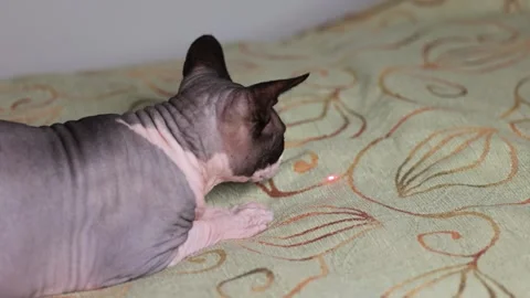 Canadian sphynx cat ignoring moving laser beam on patterned indoor surface Stock Footage 323772898