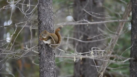 Canadian Squirrel Eating Nut on Tree Vídeo Stock 119705406