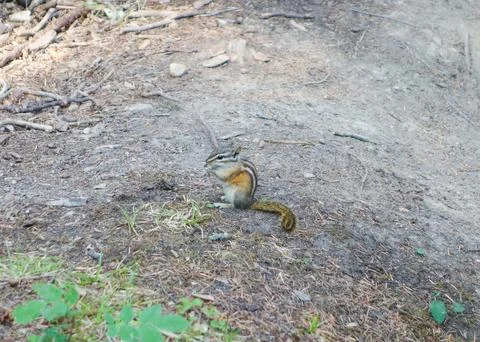 Canadian Squirrel Stock Photos