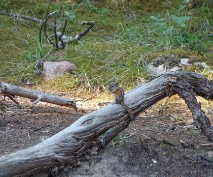 Canadian Squirrel Stock Photos