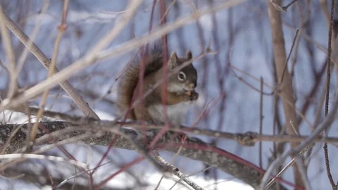 Canadian squirrel winter Stock Footage 93296048