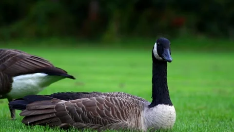 Canadian_goose Stock Footage 288043982