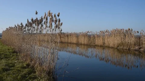 Canal and reed Stock Footage 123726379