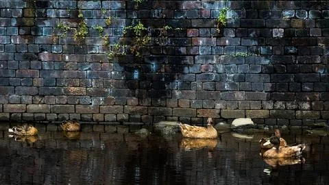 Canal Ducks with Wall Stock Photos
