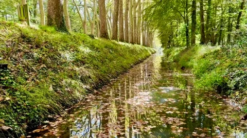 Canal falling leaves Stock Footage 232828980