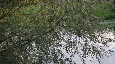 Canal flowing Stock Footage 86260005