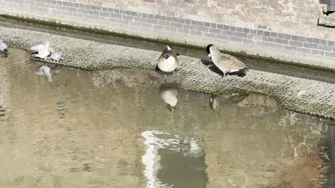 Canal 動画素材 334082006