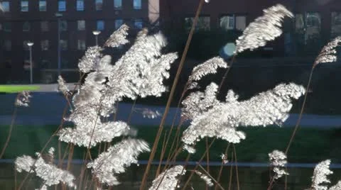 Canal grass in wind Stock-Footage 20441800