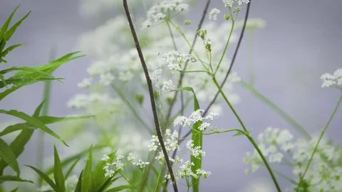 Canal Rack Focus Stock Footage 79731493