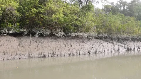 A canal in Sundarbans. Stock Footage 235375316