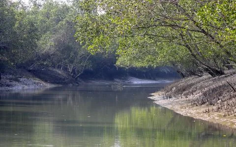 A canal in Sundarbans. Stock Photos