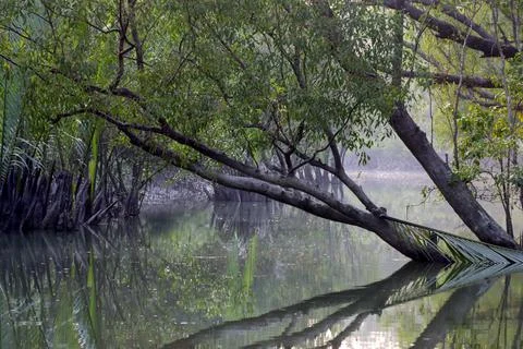 A canal in Sundarbans. Stock Photos