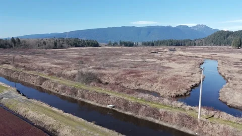 A Canal Winds Past Cranberry Fields at a Farm in Pitt Meadows, British Stock Footage 333517192