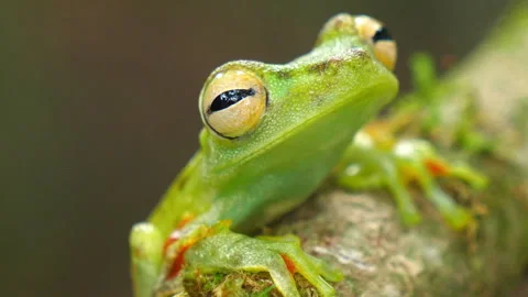 Canal zone tree frog in its natural habitat in the Caribbean lowlands Stock Footage 111441248
