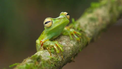 Canal zone tree frog in its natural habitat in the Caribbean lowlands Stock Footage 111441321