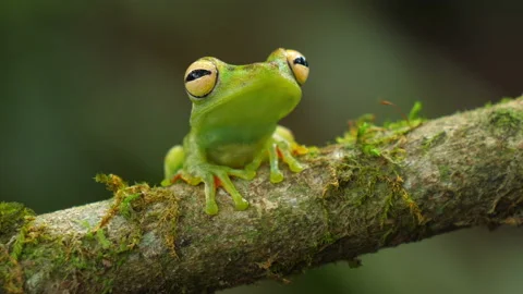 Canal zone tree frog in its natural habitat in the Caribbean lowlands Stock Footage 111441348