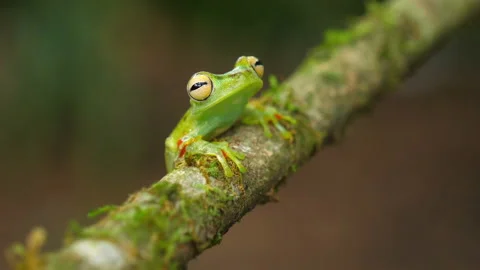 Canal zone tree frog in its natural habitat in the Caribbean lowlands Stock Footage 111441801