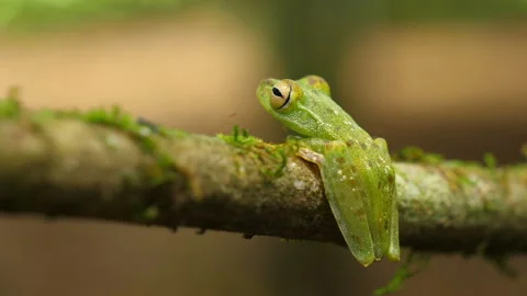Canal zone tree frog in its natural habitat in the Caribbean lowlands Stock Footage 111441899