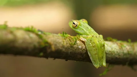 Canal zone tree frog in its natural habitat in the Caribbean lowlands Stock Footage 111442597