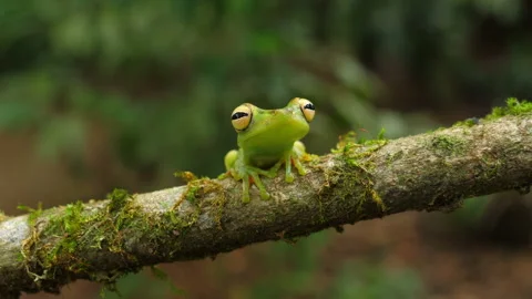 Canal zone tree frog in its natural habitat in the Caribbean lowlands Stock Footage 111442625