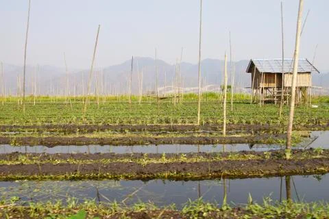 Canals intersect the floating vegetable gardens Stock Photos