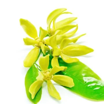 Cananga Stock Photos