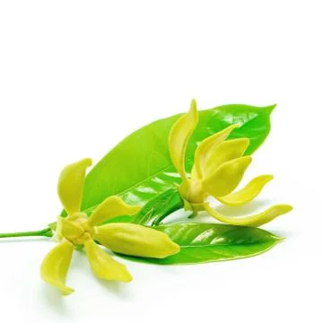 Cananga Stock Photos
