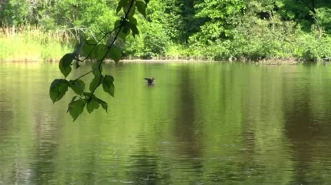 CANARD Stock Footage 21934427