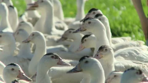 Canards Stock Footage 21350876