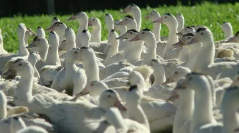 Canards Stock Footage 21351927