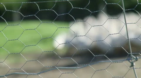 Canards Stock Footage 21352511