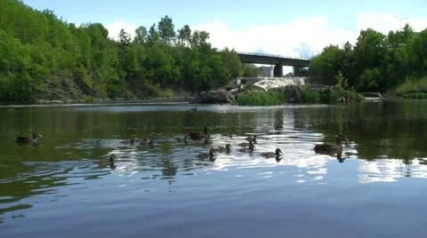 Canards Stock Footage 21820845