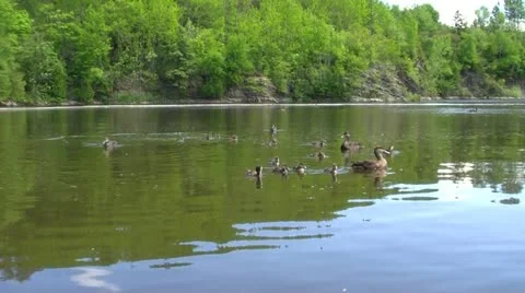 Canards Stock Footage 21831057