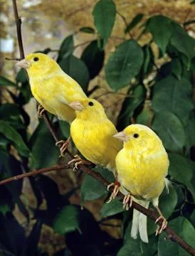 CANARI JAUNE Stock Photos