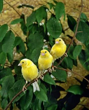 CANARI JAUNE Stock Photos