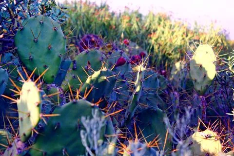 Canarian cactus Stock Photos
