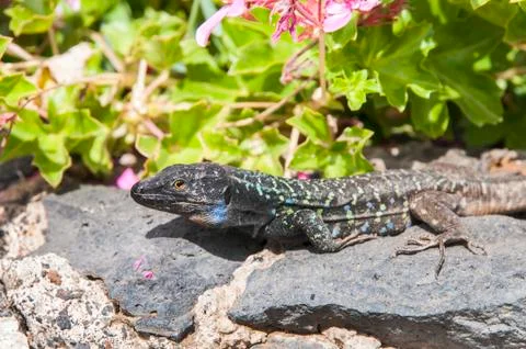 Canarian lizard basking 写真素材