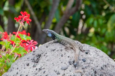 Canarian lizard 写真素材