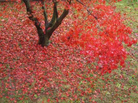 Canarian maple tree Stock Photos
