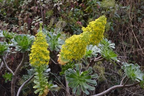 Canarian native flora Stock-Fotos