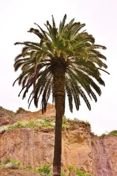 Canarian palm tree Stock Photos